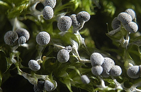 Physarum leucopus (Physarum leucopus) - © Heinz Prelicz